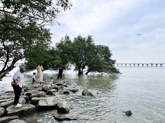 -宝安西湾红树林湿地公园