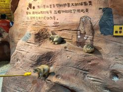 -奇幻萌宠部落(映月湖环宇城店)