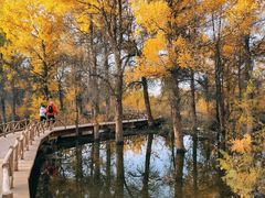 -金塔沙漠胡杨林景区