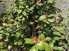 -一尺花园(安和花园店)