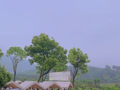 -龙坞茶村
