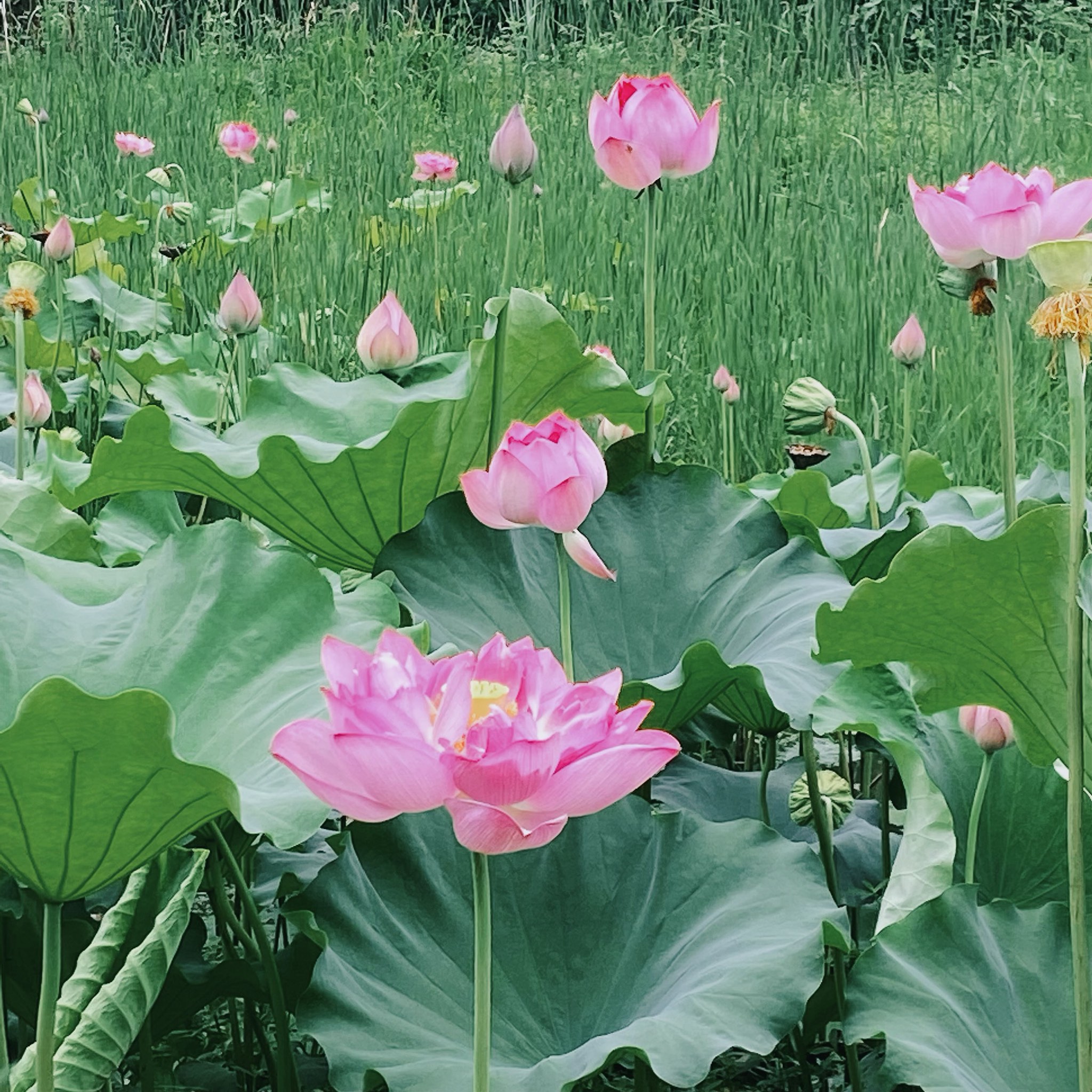 荷花四季的样子图片