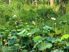 -合肥滨湖国家森林公园