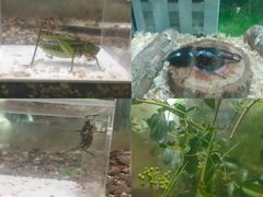 -上海昆虫博物馆