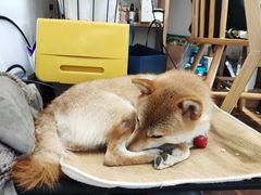 -About Bistro關於·泰式家庭料理