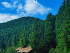 -武陵山森林公园