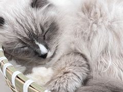 -共舞时光猫咖·狗咖(新街口店)