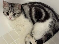 -lincat·猫舍(广州店)