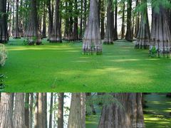 -武汉园博园(武汉自然博物馆)