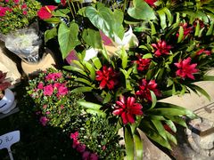 -桂林市花鸟市场