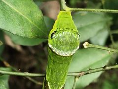 -九龙江国家森林公园