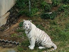 -石家庄市动物园