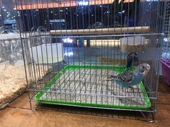 -龟与熊猫宠物公园(南坪店)