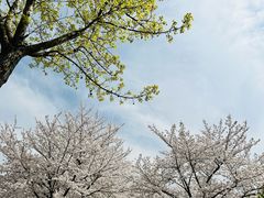 -顾村公园