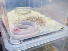 -酷以爬仙阁实体爬宠店·守宫·蜥蜴·专业繁育