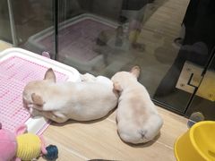 -狗道宠物(常熟印象城店)