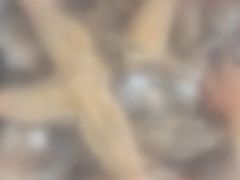 -宾朋海鲜美食特色餐厅·纯手工鲅鱼水饺(兴海路店)