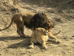 -石家庄市动物园