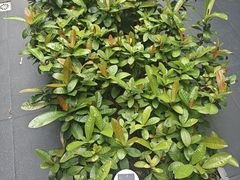 -阿伟海鲜楼·福建菜(涵江店)
