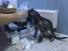 -严国平动物医院(德政总院)