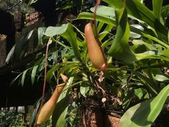 -深圳仙湖植物园