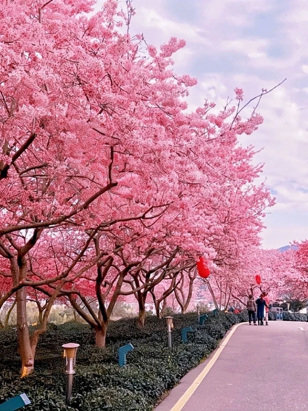 中国最美樱花景区
