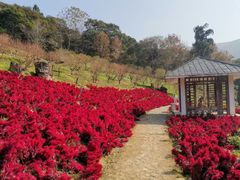 -广州市石门国家森林公园