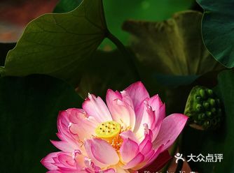 京城夏日游玩攻略 | 全城夏荷品种最多的地方
