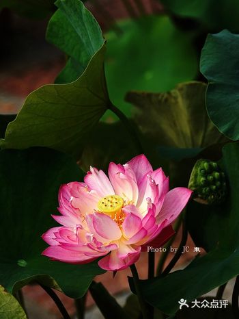 京城夏日游玩攻略 | 全城夏荷品种最多的地方