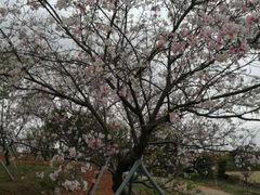 -天适樱花悠乐园