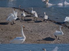 -烟墩角天鹅湖