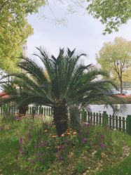 -复旦大学附属妇产科医院(杨浦院区)