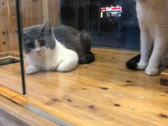 -有宠宠物(YOUCOIN·未来店)