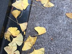 -百林公园-两江幸福广场