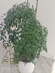 -HEYAN荷妍专业脱毛连锁机构