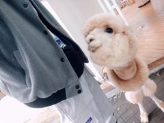 -九记潮汕现切鲜牛肉自助火锅(新开铺店)