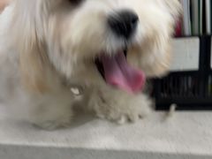 -佳雯宠物医院·皮肤科·内外科(春晓路分院)