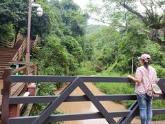 -野象谷景区