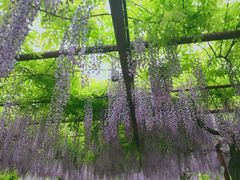-嘉定紫藤园