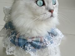 -怪兽屋·羊驼·猫咖·狗咖(俊华广场店)