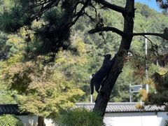 -东方艺术博物馆