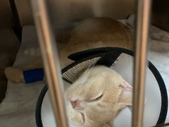 -御宝贝24h宠物医院·转诊中心·CT核磁血透中心(厦门总院)