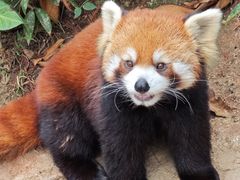 -深圳野生动物园