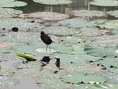 -新江湾城公园