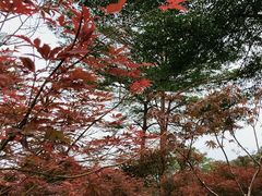 -广州市帽峰山景区