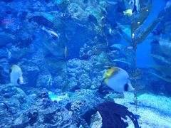 -烟台海昌鲸鲨海洋公园