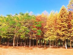 -广州市流溪河国家森林公园