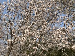 -桃花堤公园