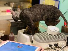 -猫小院猫主题餐厅(三里屯店)