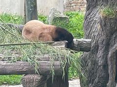 -卧龙中华大熊猫苑神树坪基地